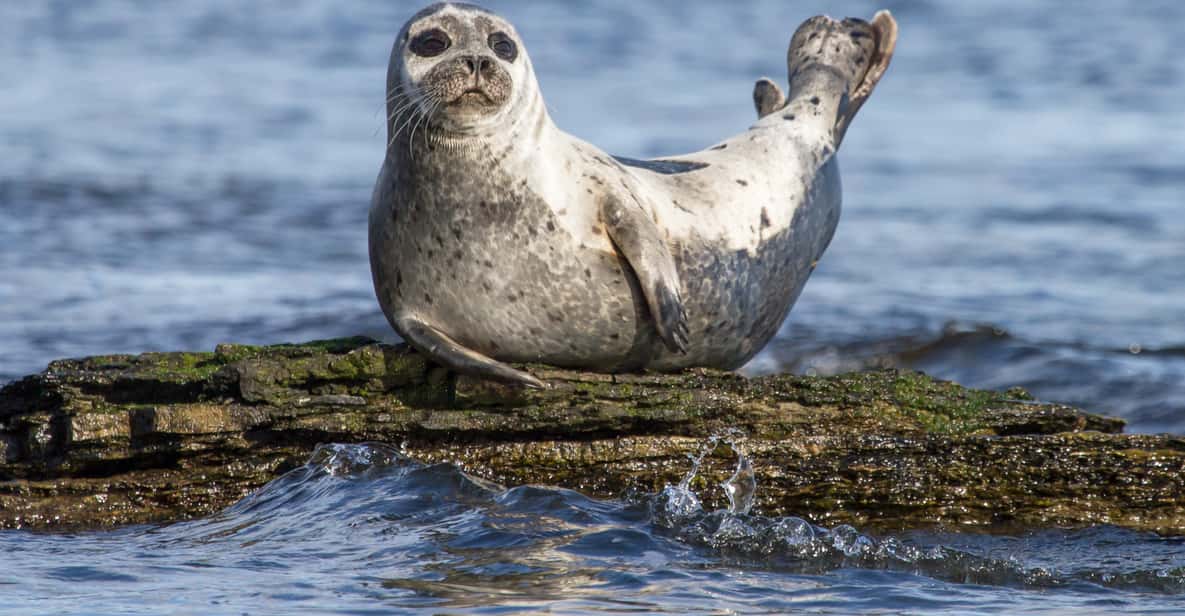 Wildlife Cruise from John O'Groats