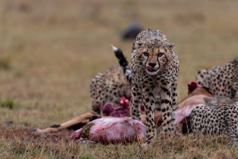 Nairobi: Safari de 3 dias em Maasai Mara com alojamento.AW