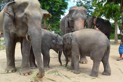 From Kanchanaburi: Elephants World Sanctuary Visit