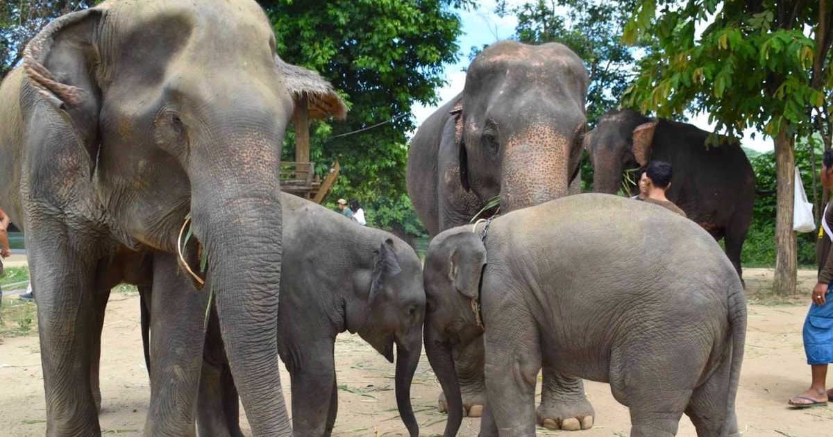 From Kanchanaburi: Elephants World Sanctuary Visit | GetYourGuide