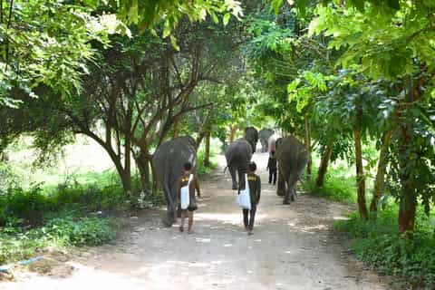 From Kanchanaburi: Elephants World Sanctuary Visit