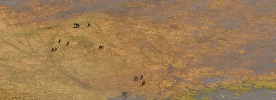 Depuis Kasane : Safari en hélicoptère (Parc national de Chobe)