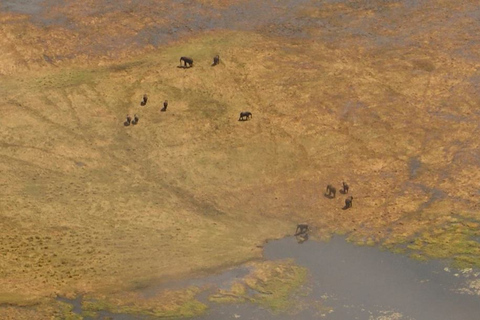 Desde Kasane: Vuelo de safari en helicóptero (Parque Nacional de Chobe)Vuelo de safari en helicóptero por Chobe con servicio de recogida y regreso