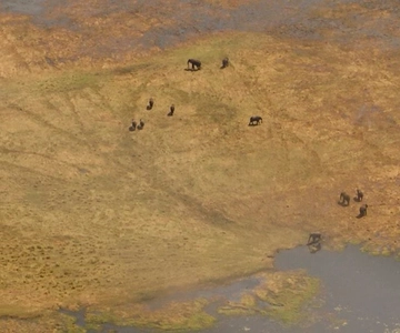 From Kasane: Helicopter Safari Flight (Chobe National Park)