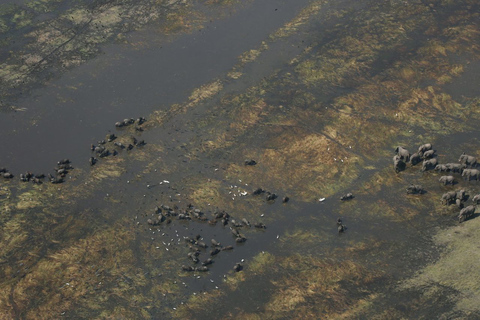 Desde Kasane: Vuelo de safari en helicóptero (Parque Nacional de Chobe)Vuelo de safari en helicóptero por Chobe con servicio de recogida y regreso
