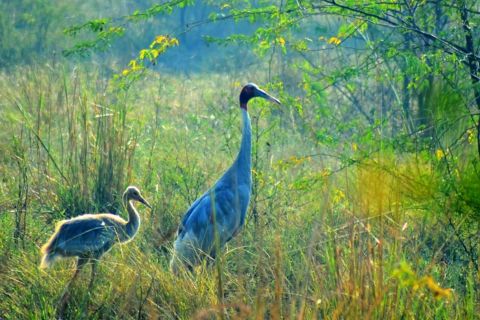 Agra: Parque Nacional Privado Keoladeo