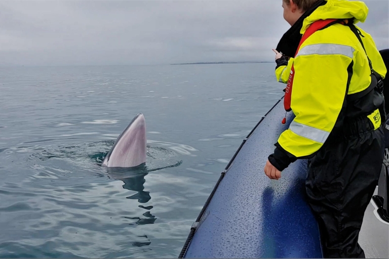 Z Reykjaviku: Ekspresowa wycieczka z obserwacją wielorybów przez RIB