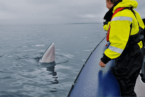 From Reykjavik: Express Whale Watching Tour by RIB