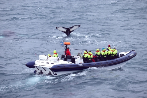Ab Reykjavík: Whale Watching Express-Tour per RIB