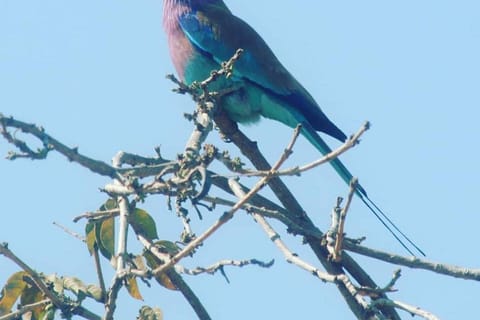 Hwange National Park Day Trip
