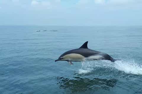 Lisbon: 3-Hour Dolphin Watching Boat Tour
