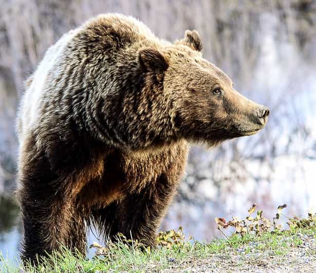 Jackson Yellowstone Old Faithful, Lower Loop & Tierwelt GetYourGuide