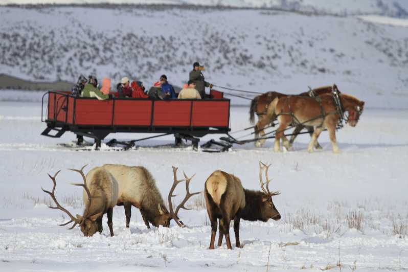 Jackson: Excursió d'un dia a Grand Teton i National Elk Refuge