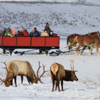 Jackson: Grand Teton and National Elk Refuge Winter Day Trip