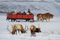 Jackson, Grand Teton et National Elk Refuge Voyage de jour d'hiver - Hizvo