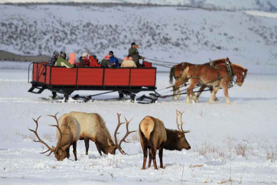 Jackson: Grand Teton und National Elk Refuge Wintertagestour. Foto: GetYourGuide