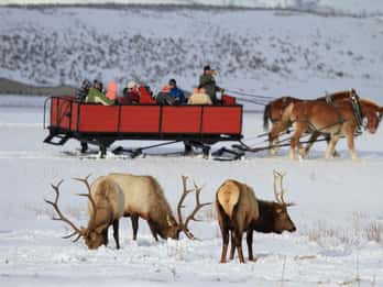 Jackson: Grand Teton und National Elk Refuge Wintertagesausflug Jackson: Grand Teton und National Elk Refuge Wintertagesausflug