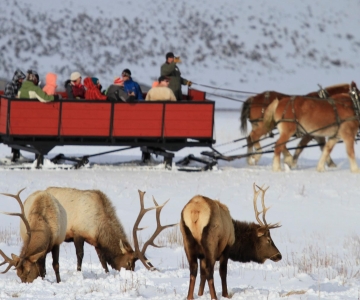 Jackson: Grand Teton and National Elk Refuge Winter Day Trip