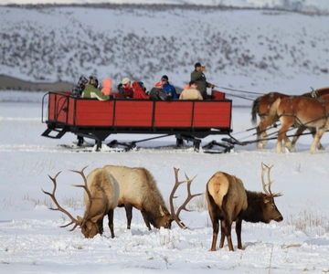 Jackson: Grand Teton und National Elk Refuge Wintertagestour