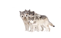 Bozeman, Lobos de Yellowstone e Aventura de Inverno 4Day/3Night - Hizvo