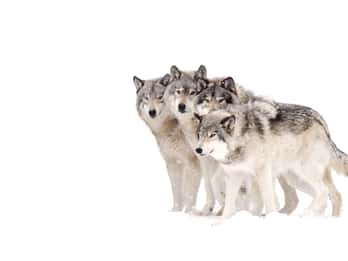 Yellowstone-Nationalpark Nord-Tor: 5-tägige Winter-Tour Yellowstone-Nationalpark Nord-Tor: 5-tägige Winter-Tour