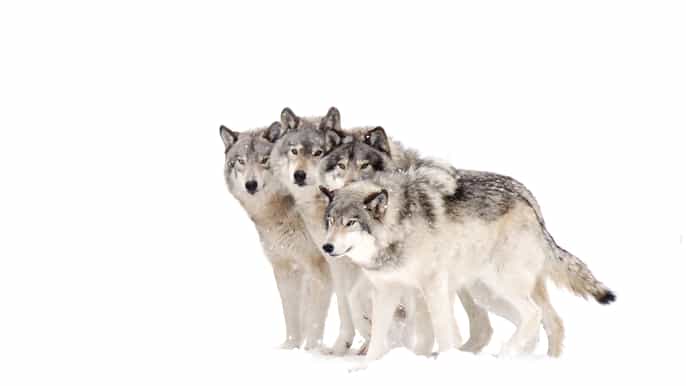 from bozeman yellowstone national park 5day wolf tour