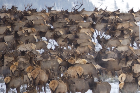 Jackson: Grand Teton en National Elk Refuge WinterdagtripAnnuleer 2 dagen van tevoren: Grand Teton & National Elk Refuge