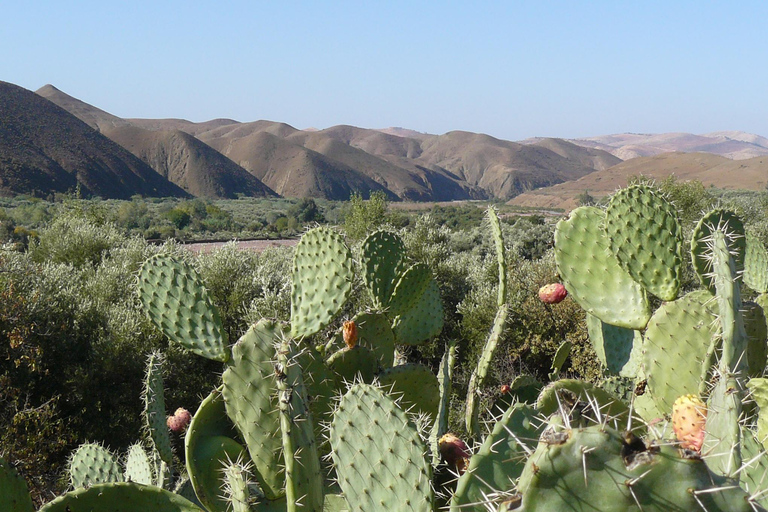 Agadir/Taghazout: Paradise Valley Halvdagsutflykt med lunchRundtur med lunch