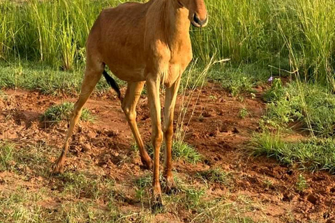 Uganda: Safari di 3 giorni nel Parco Nazionale di Murchison Falls e Big 5