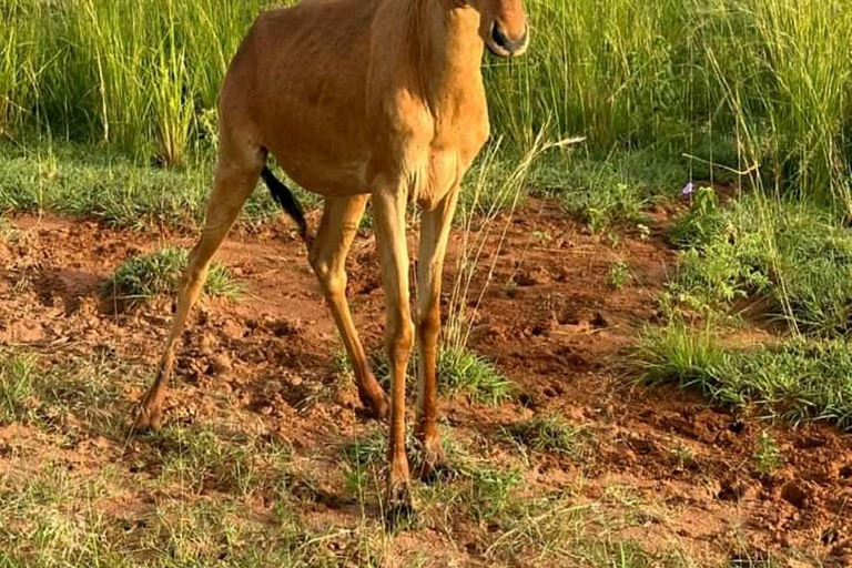 Uganda: 3-dniowe safari w Parku Narodowym Murchison Falls i Big 5