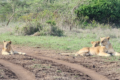 Visite en groupe du parc national de Nairobi avec safari en voiture.