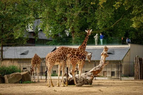 Bilet wstępu do ZOO