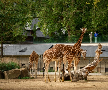 ZOO Entry Ticket