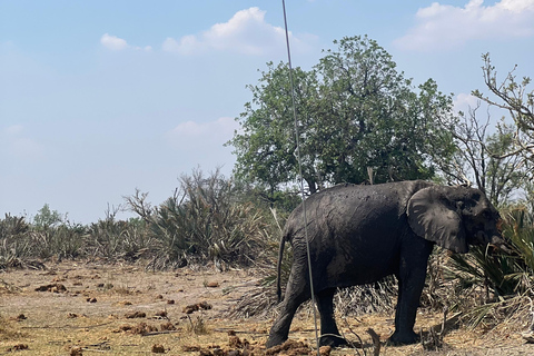 Okavango : Moremi Game Reserve Guided Safari Adventure