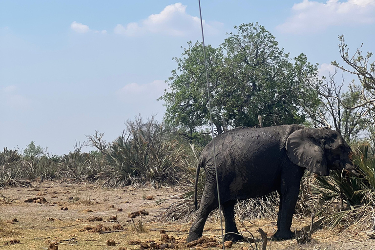 Okavango : Moremi Game Reserve Guided Safari Adventure