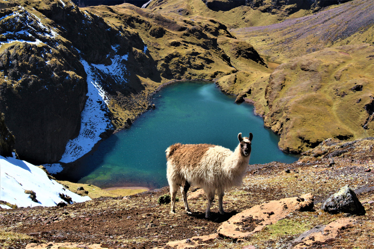 Cusco: 4-tägiger Lares-Treck zum Machu Pichu mit Panoramazug