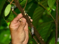 Jaco Beach, 2-Hour Chocolate Experience Tour - Housity