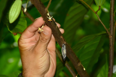 Playa Jaco: Excursión de 2 horas a la Experiencia del ChocolateOpción Estándar