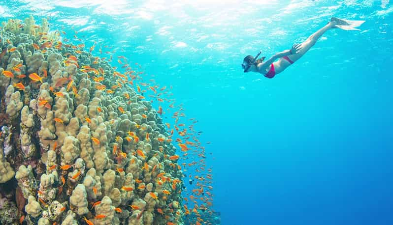 Hurghada Snorkeling Aux îles Toun Avec Déjeuner Getyourguide