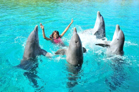 Hurghada: 1-godzinny pokaz w Dolphin World i odbiór z hoteluDelfinarium: bilety i prywatny transport
