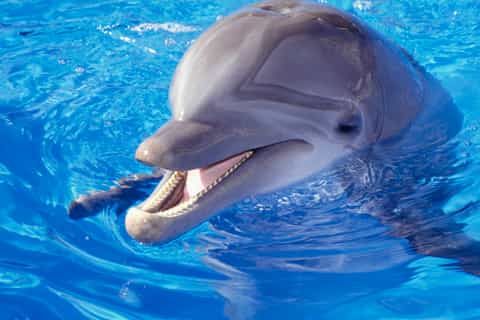 hurghada dolphin show tickets and transfers