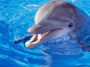 Delfinshow in Hurghada: Ticket und Transfer Delfinshow in Hurghada: Ticket und Transfer