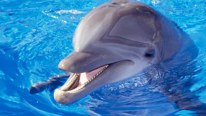 hurghada dolphin show tickets and transfers