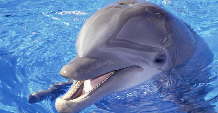 Hurghada: spettacolo al Dolphin World e prelievo in hotel