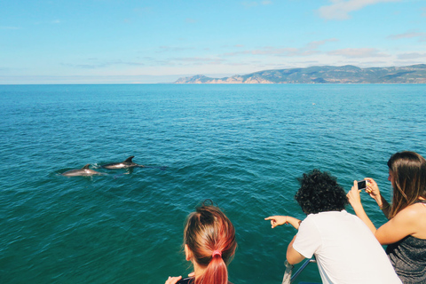 Setúbal: Dolphin Watching Tour