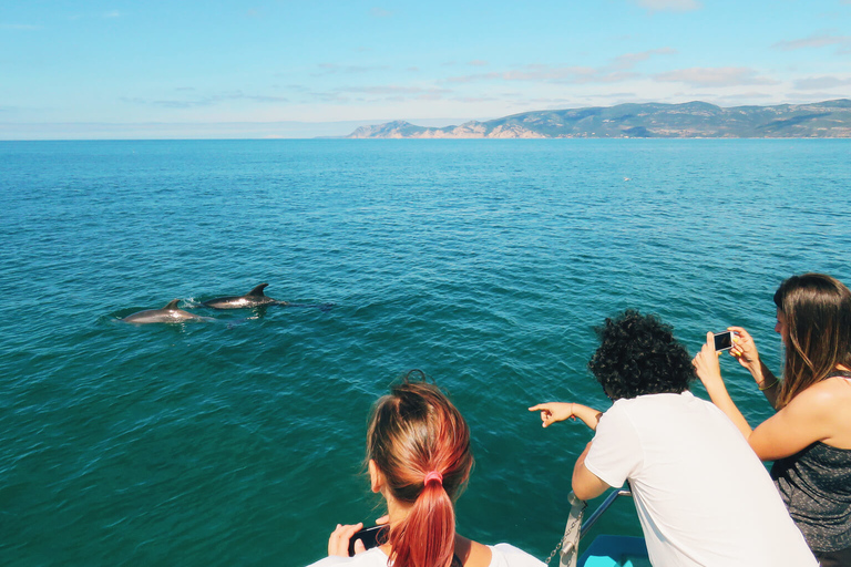 Setúbal: Dolphin Watching Tour