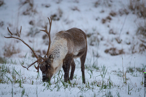 Tromsø: Passeio pelos fiordes com almoço