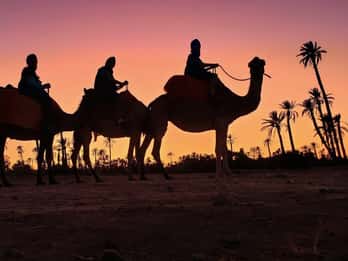 Marrakesch Oase Palmeraie: Kamelritt zum Sonnenuntergang Marrakesch Oase Palmeraie: Kamelritt zum Sonnenuntergang