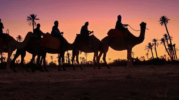 marrakech palmeraie sunset camel ride