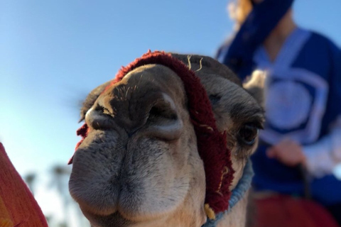 Marrakech palm grove: Sunset camel rideMarrakech Palmeraie: Sunset Camel Ride